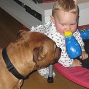 Staffordshire bull terrier Bizkit