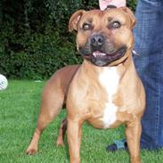 Staffordshire bull terrier Bizkit
