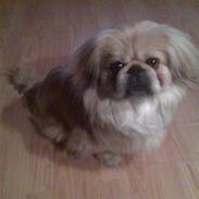 Pekingeser Beton