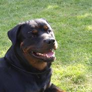 Rottweiler Anton