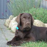 Labrador retriever Baloo