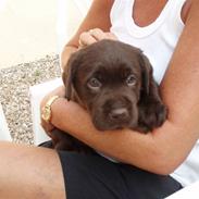 Labrador retriever Baloo