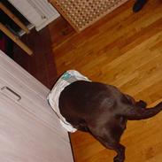 Labrador retriever Molly