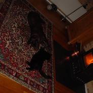 Labrador retriever Molly