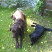 Labrador retriever Molly