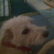 Blanding af racer luca