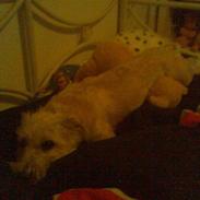 Blanding af racer luca