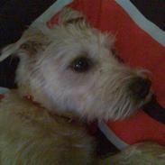 Blanding af racer luca