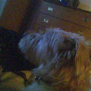 Blanding af racer luca