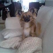 Chihuahua stetch død :(
