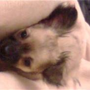 Chihuahua stetch død :(