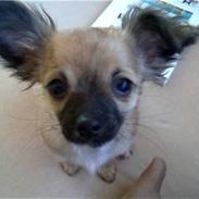 Chihuahua stetch død :(