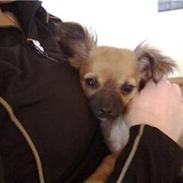 Chihuahua stetch død :(