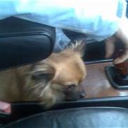 Chihuahua stetch død :(