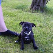 Staffordshire bull terrier Tezza