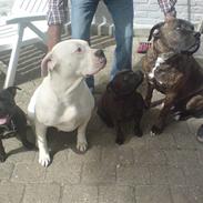 Staffordshire bull terrier Tezza