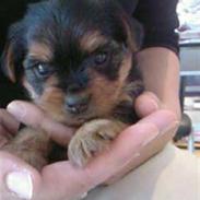 Yorkshire terrier Daisy
