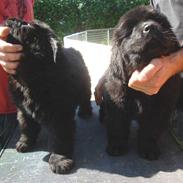 Newfoundlænder Luna