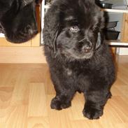 Newfoundlænder Luna