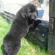 Newfoundlænder Luna