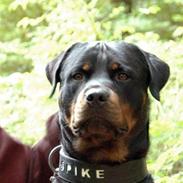 Rottweiler Spike