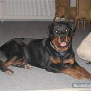 Rottweiler Spike