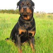 Rottweiler Spike