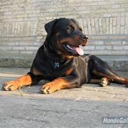 Rottweiler Spike