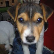 Jack russell terrier Eddie