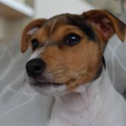 Jack russell terrier Eddie