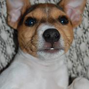 Jack russell terrier Eddie