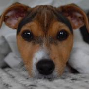 Jack russell terrier Eddie