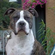 Amerikansk staffordshire terrier princess