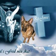 Schæferhund Jennie <3 † DØD † R.I.P