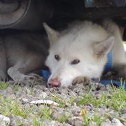 Siberian husky Nala 