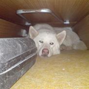 Siberian husky Nala
