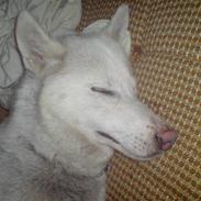 Siberian husky Nala