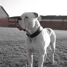 Amerikansk bulldog ben R.I.P 4/2-07-20/2-09