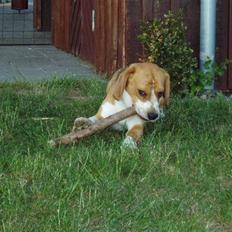 Beagle Brigade general Sofus 