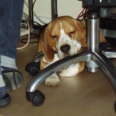 Beagle Brigade general Sofus 