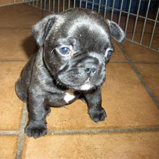 Fransk bulldog Gonzo