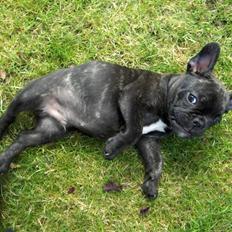 Fransk bulldog Gonzo
