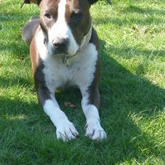 Amerikansk staffordshire terrier Versatus Chanel