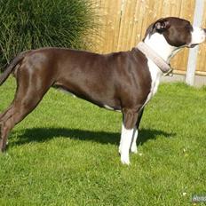 Amerikansk staffordshire terrier Versatus Chanel
