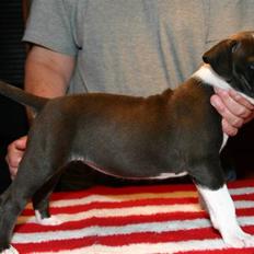 Amerikansk staffordshire terrier Versatus Chanel