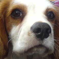 Cavalier king charles spaniel Balder