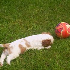 Cavalier king charles spaniel Balder
