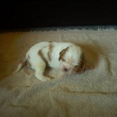 Cavalier king charles spaniel Balder