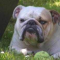 Engelsk bulldog Berta