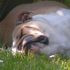 Engelsk bulldog Berta